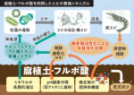フルボ酸が日本の養殖を変える。場所を選ばず安全でおいしい車海老を生産。